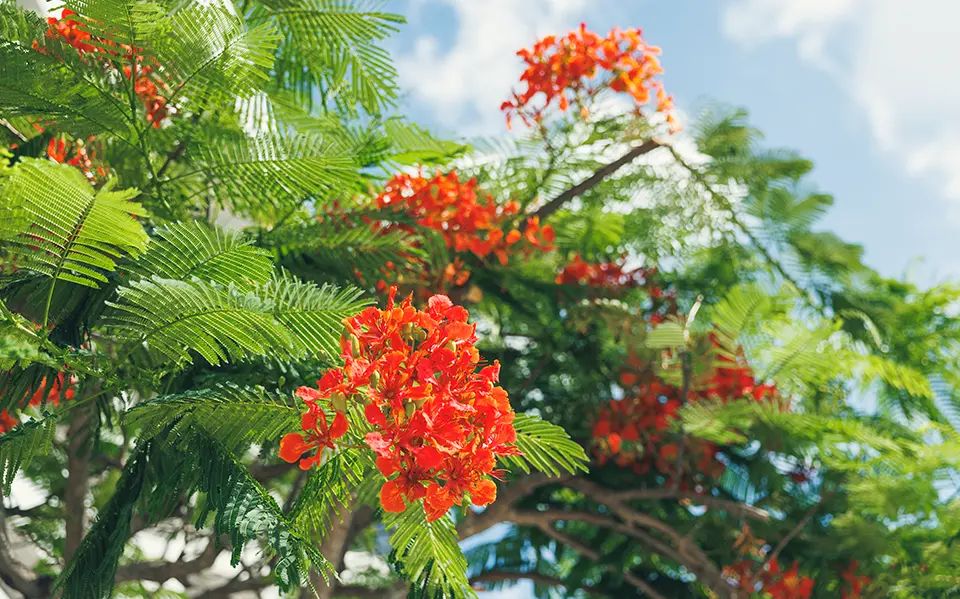 Malawak na seleksyon ng mga maingat na piling putahe