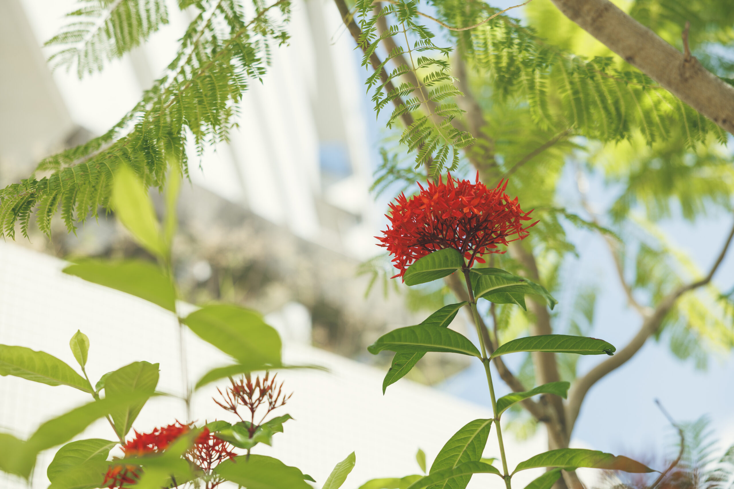 国際通り近隣で食事を堪能