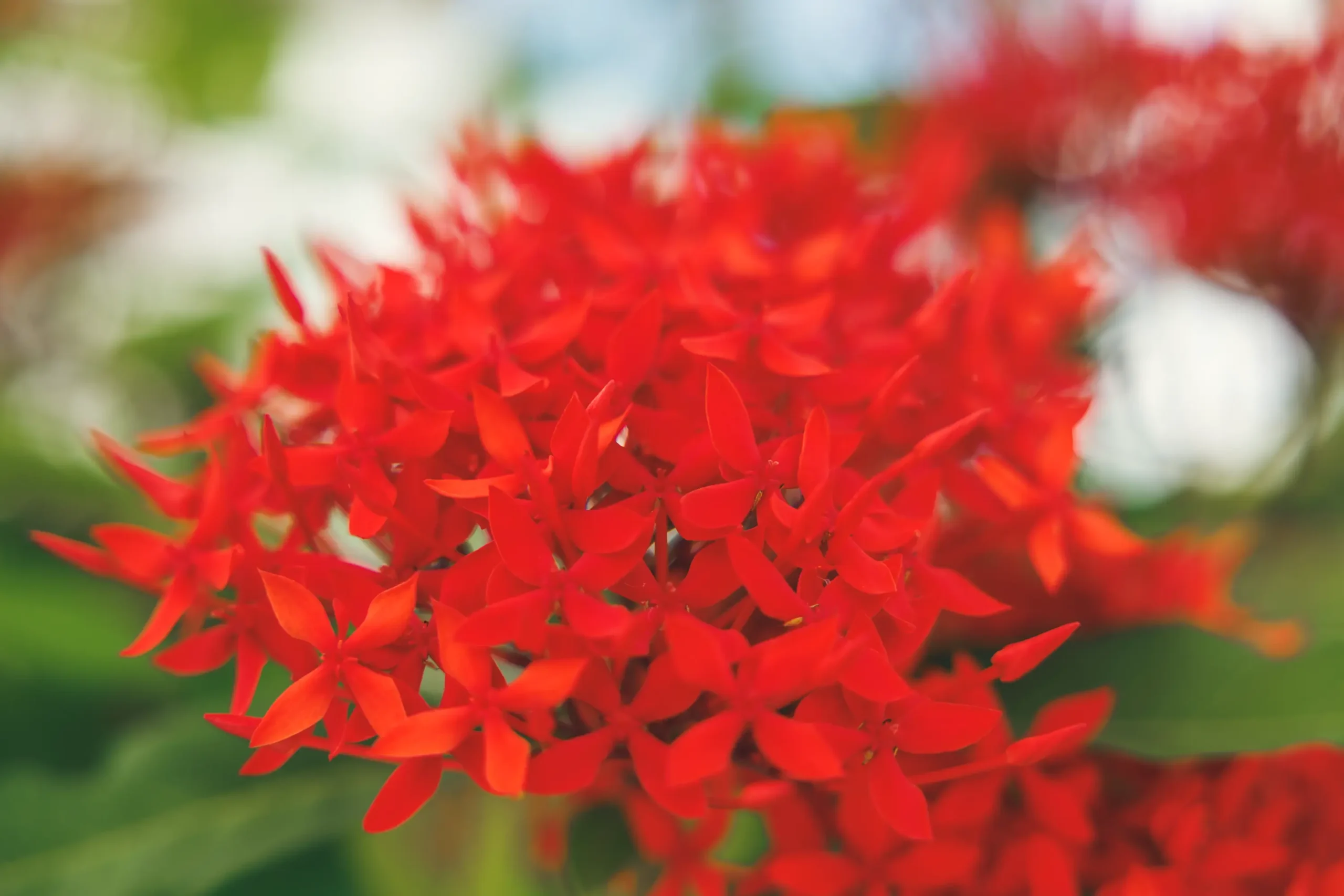 季節ごとに変わる限定品